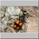 Panagaeus cruxmajor - Grosser Scheukaefer 7mm 02c OS-Wallenhorst-Tongrube-Lehmwand.jpg